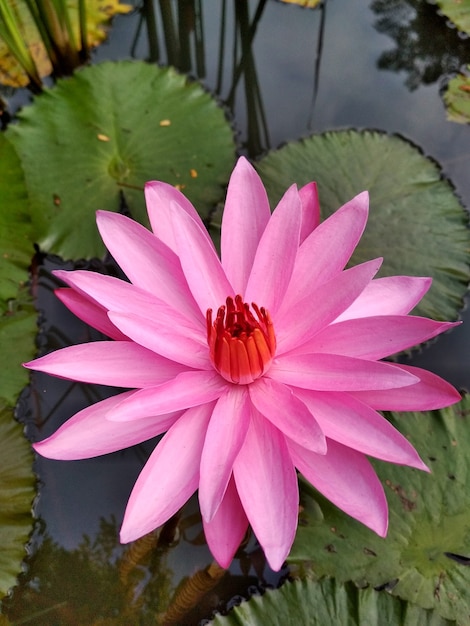 Roze Waterlelie