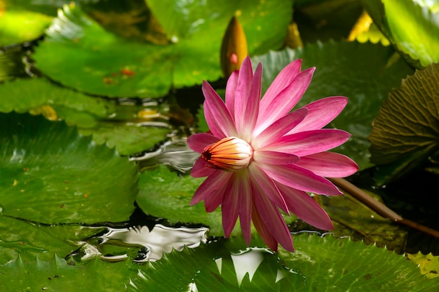 Roze waterleliebloem Bunga Teratai Nymphaea Rubra Pubescens