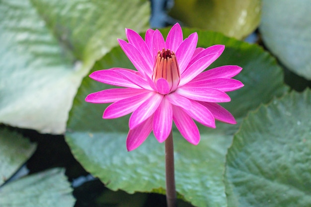 Foto roze waterleliebloem of lotusbloem in vijver