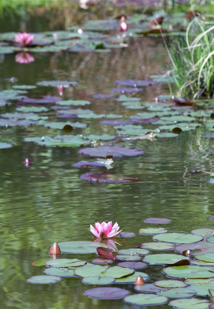 Roze waterleliebloemen op kleine vijveroppervlakte