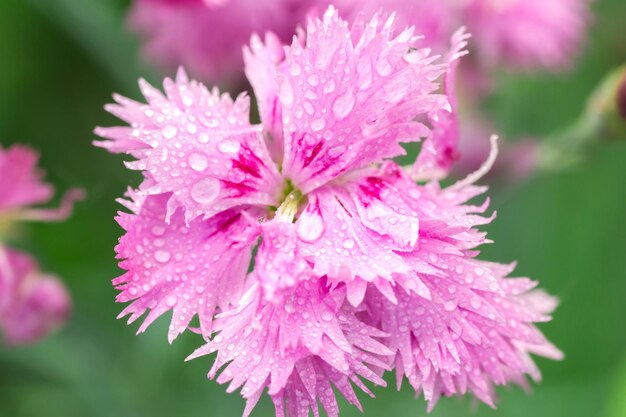 Roze wilde bloem met dauwdruppels