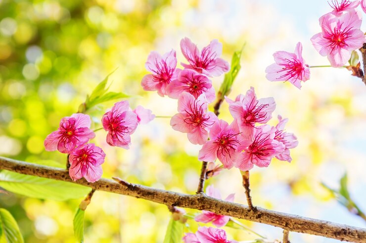 Roze wilde Himalaya kers in de natuur.