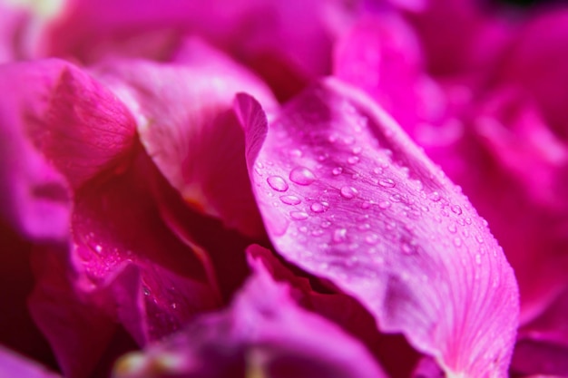 Roze wilde roos natte bladeren met waterdruppels