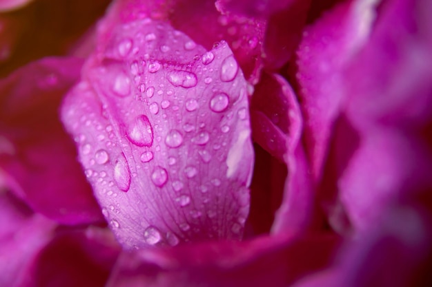 Roze wilde roos natte bladeren met waterdruppels