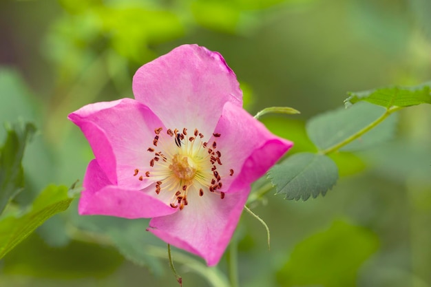 Roze wilde roos op een achtergrond van zomergroen