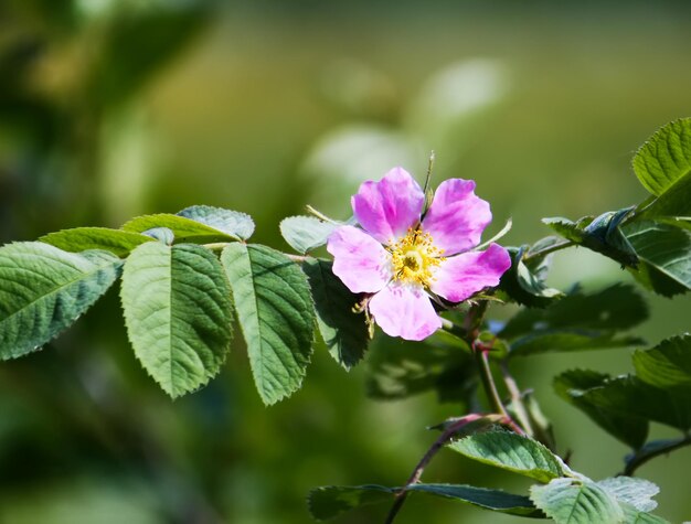 Roze wilde rozenbottelbloemen Medische plant