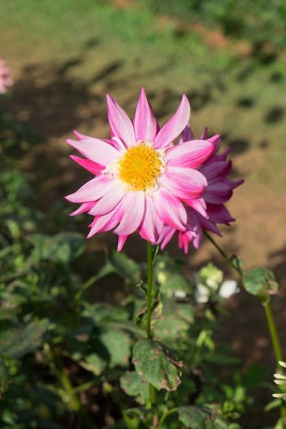 Roze wit bloem geel stuifmeel groen blad