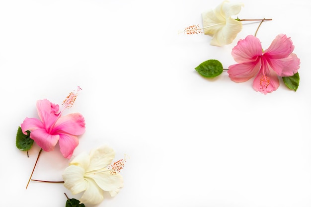 Foto roze, witte bloemen hibiscus arrangement plat lag ansichtkaartstijl