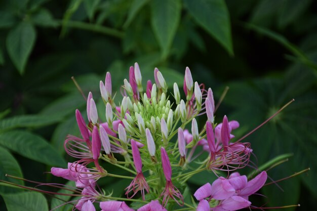 Foto roze witte cleome houtteana schltdl bloem close-up