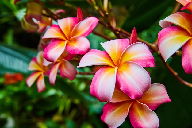 Roze witte en oranje regenwoudbloemen in detail