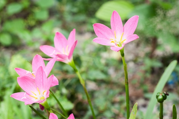 Roze zephyranthes bloem (regenlelie)