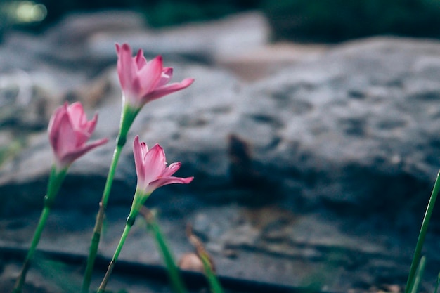 Roze Zephyranthes grandiflora mooi op natuurlijke achtergrond bloem bloesem steen achtergrond