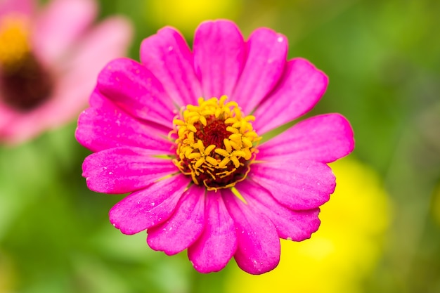 Roze zinnia-bloem (violacea cav van zinnia) met groene achtergrond