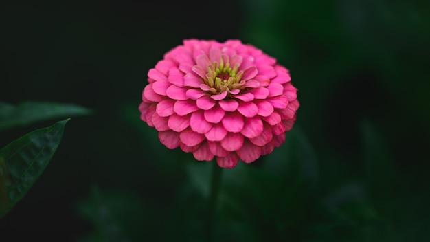 Roze Zinnia in de bloeiperiode.