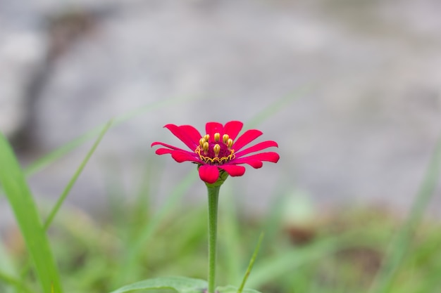 Roze zinnia