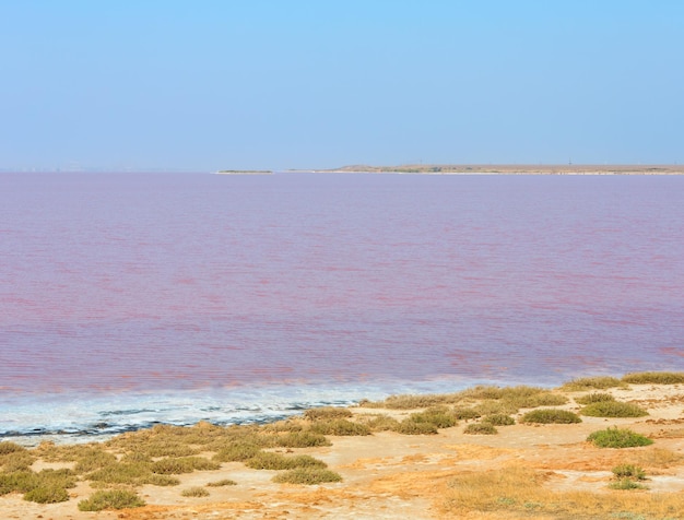 Roze zoute Syvash Lake Oekraïne