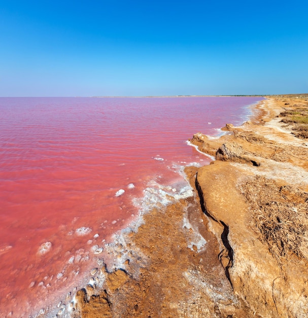 Roze zoute Syvash Lake Oekraïne