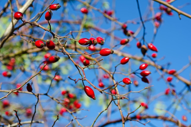 Rozebottelbessen op het takje, natuurlijke herfst seizoensgebonden achtergrond