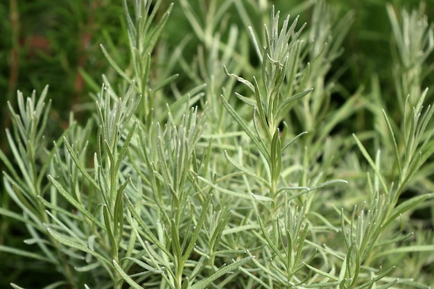 Rozemarijn plant in de tuin