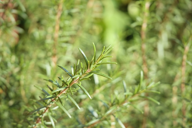 Rozemarijn plant kruid in de tuin