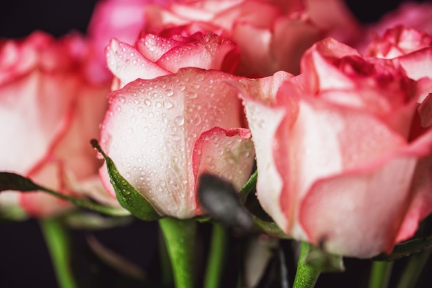 Rozen close-up. Mooie rozen op een donkere achtergrond