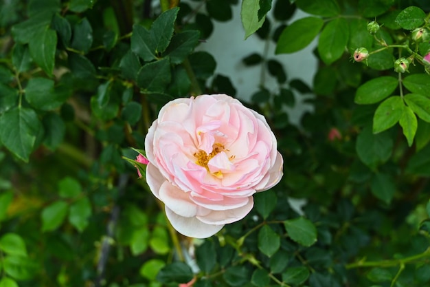 Rozen geplant in de tuin