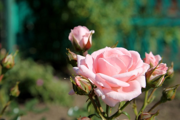 Rozen in de tuin roze bloemen natuurlijke achtergrond