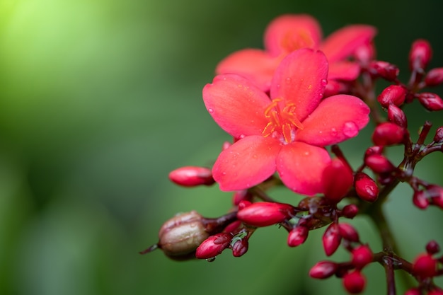 Rozen in de tuin, Rozen zijn mooi met een mooie zonnige dag.