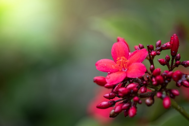 Rozen in de tuin, Rozen zijn mooi met een mooie zonnige dag.