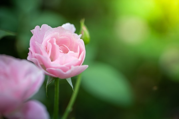 Rozen in de tuin, Rozen zijn mooi met een mooie zonnige dag.