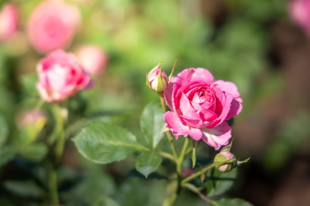 Rozen in de tuin, rozen zijn mooi met een mooie zonnige dag.