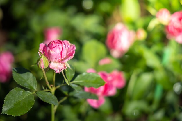 Rozen in de tuin, Rozen zijn mooi met een mooie zonnige dag.