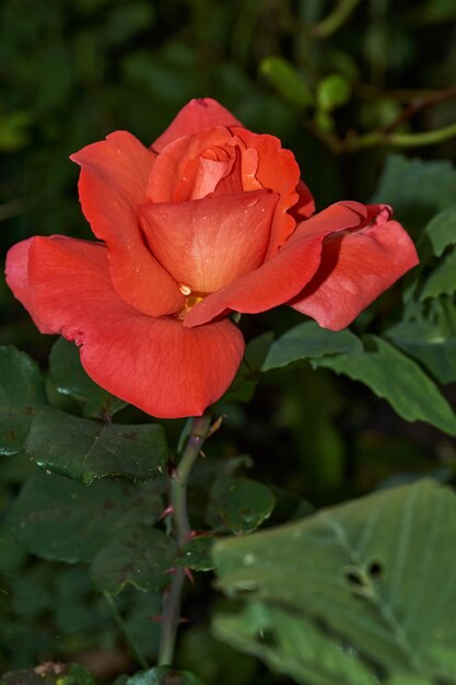 Rozen in de tuin van een landhuis na de regen.