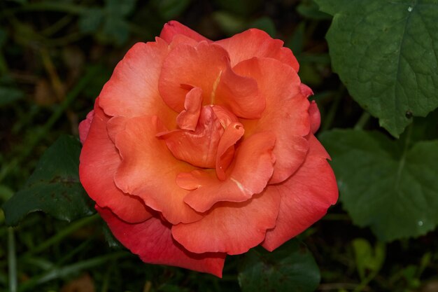 Rozen in de tuin van een landhuis na de regen.