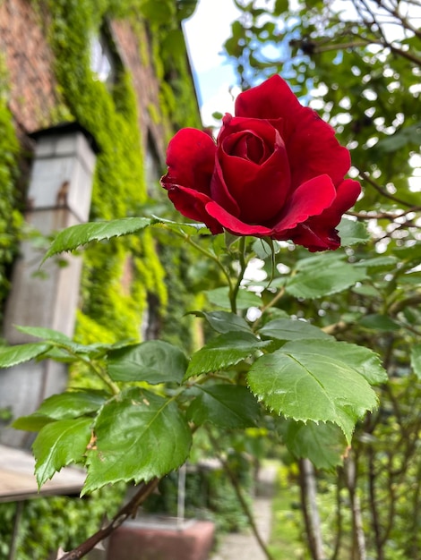 Foto rozen in de tuin