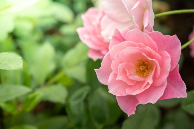 Rozen in de tuin