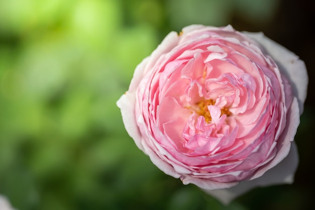 Rozen in de tuin