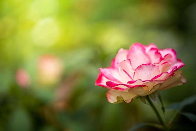 Rozen in de tuin