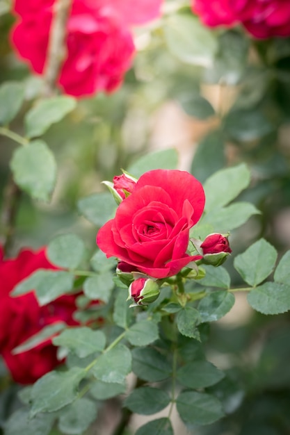 Rozen in de tuin