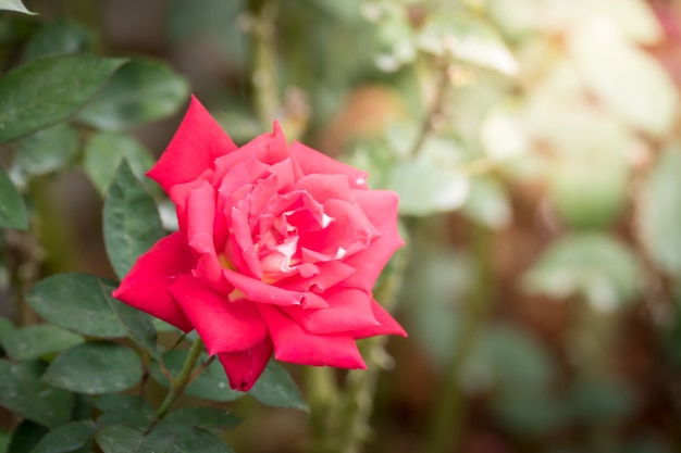 Rozen in de tuin