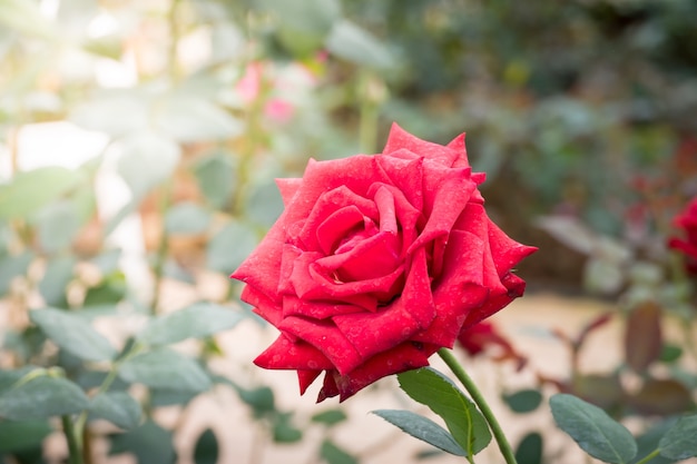 Rozen in de tuin