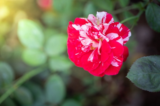 Rozen in de tuin