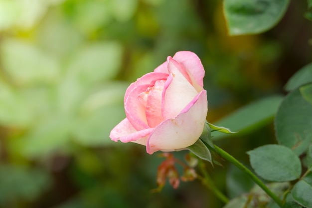 Rozen in de tuin