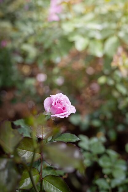 Rozen in de tuin