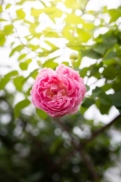 Rozen in de tuin