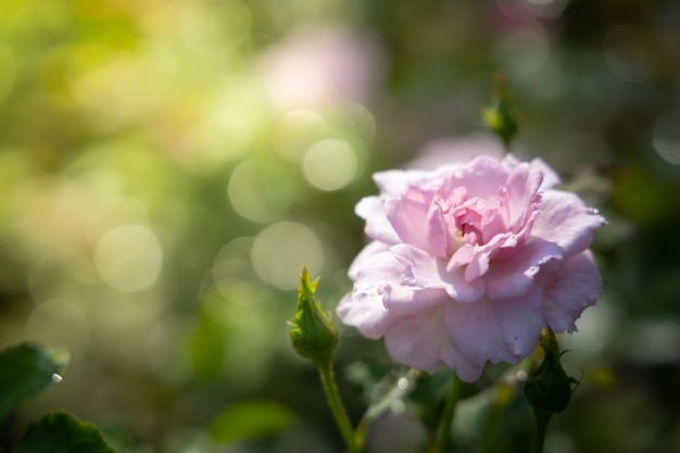 Rozen in de tuin