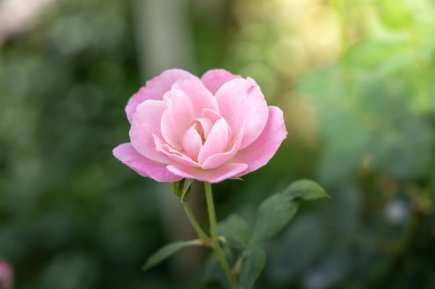 Rozen in de tuin