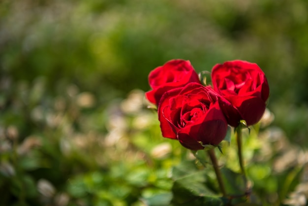 rozen in natuurlijk. achtergrond van valentijn dag concept en liefde concept.