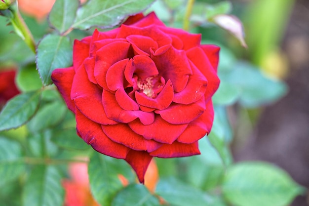 Rozen op een struik in een tuin