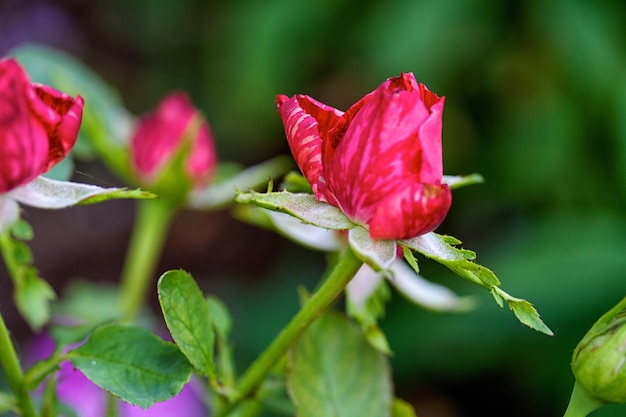 Rozen op een struik in een tuin